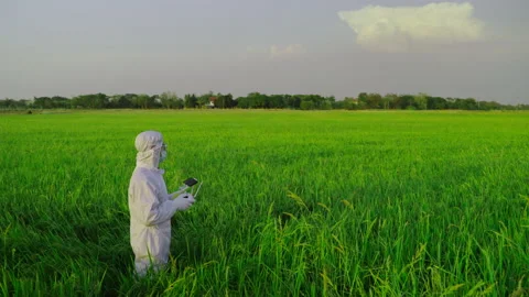Scientists are piloting drones in rice fields for scientific experiments. Stock Footage 150455270
