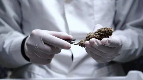 Scientists are pruning cannabis buds in a cannabis plant. Stock Footage 241323242