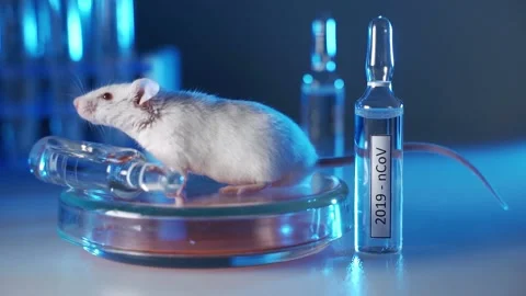 Scientists are testing a coronavirus vaccine on a white laboratory mouse Stock Footage 131619948