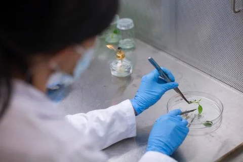 Scientists at Bio-tech Lab Photos