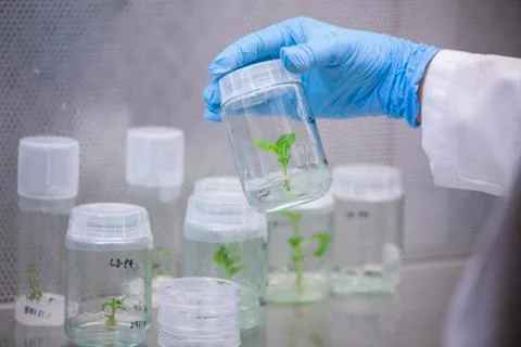 Scientists at Bio-tech Lab Photos