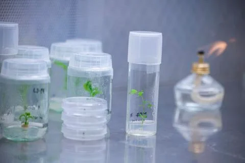 Scientists at Bio-tech Lab Photos