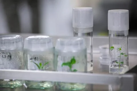 Scientists at Bio-tech Lab Photos