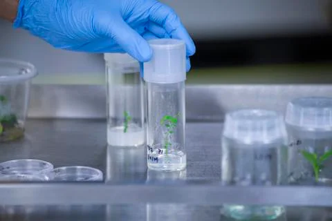 Scientists at Bio-tech Lab Photos