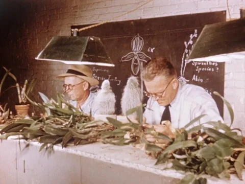 Scientists check the plants in laboratory - 1954 動画素材 94447722
