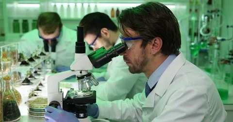 Scientists Check Seeds of Beans on Microscope Agriculture Biological Laboratory Stock Footage 88009869