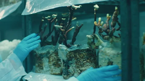 Scientists checking mushrooms at the lab Video stock 283074714