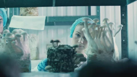Scientists checking mushrooms at the lab how they've grown Stock Footage 283074493