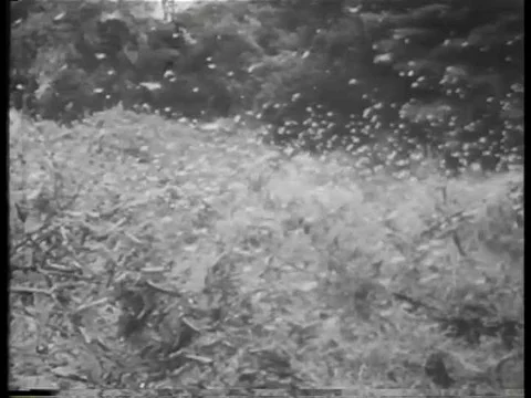Scientists combat locust attacks in foreign countries in the 1950s. Stockbeeldmateriaal 75315049