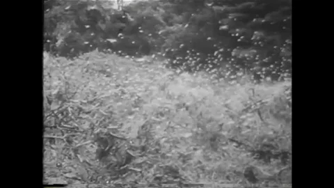 Scientists combat locust attacks in foreign countries in the 1950s. Stockbeeldmateriaal 106298533