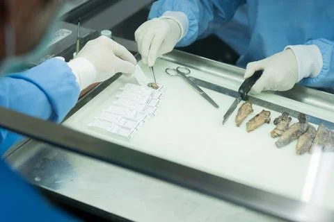 Scientists conduct experiments in a laboratory setting with samples and too.. Stockfoto's