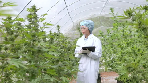 Scientists examine cannabis plants and record them In cannabis farms for me.. Stock Footage 336946256