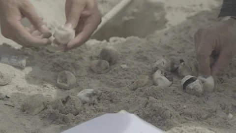 Scientists examine the eggs of a sea turtle nest for dead hatchlings Stock Footage 243315376