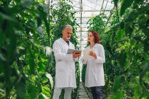 Scientists examine plant data, Scientists assess plant health using digital Foto stock