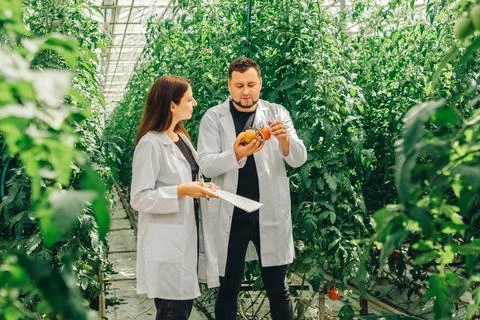 Scientists Examine Tomato Qualities, Botanists Observe Tomato Characteristics Stock Photos