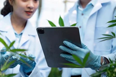 Scientists examining cannabis plants using a tablet in a greenhouse. Stock Photos