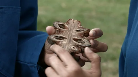 Scientists examining fireproof plant seeds Video stock 93529352