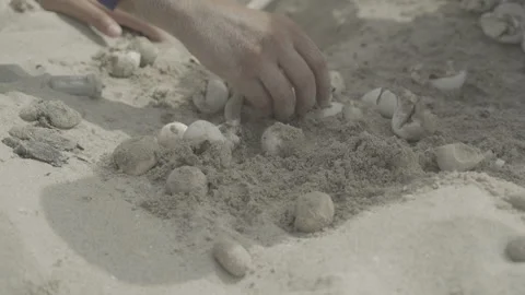 Scientists excavate and count the empty eggshells of a sea turtle nest Stock Footage 243311203