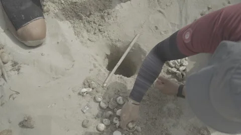 Scientists excavate the empty eggshells of a sea turtle nest Stock Footage 243309602