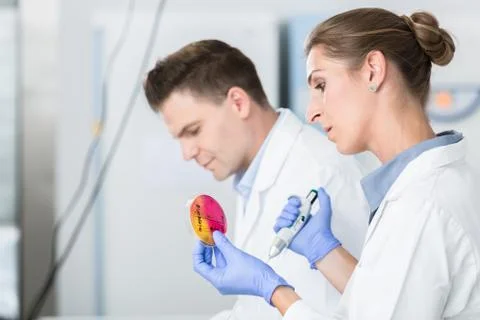 Scientists of food testing lab testing germ pollution in petri p Stock Photos