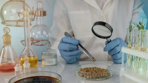 Scientist's hand with a magnifying glass does soy analysis. Laboratory resear Stockfoto's