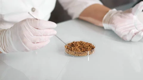 Scientist's hand removing the lid from a petri dish with green beans. Stock Footage 303623219