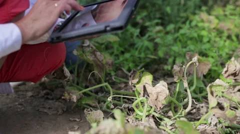 Scientists hands examine dried plants HD Stock Footage 27979798