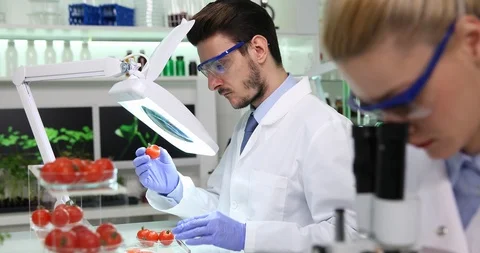 Scientists Injecting Chemicals in Tomatoes Testing Plants Microscope Laboratory Stock Footage 87920129