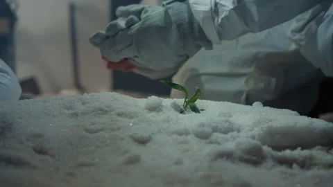 Scientists investigate preserved seedlings in cold conditions. Scientists Stock Footage 346522400