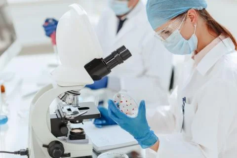Scientists investigating the development of bacteria in the laboratory . Stock Photos