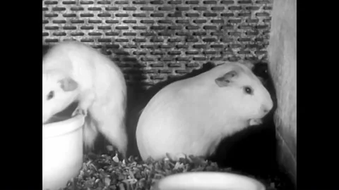 Scientists in laboratories attack the polio epidemic in 1956. Stock Footage 88828021