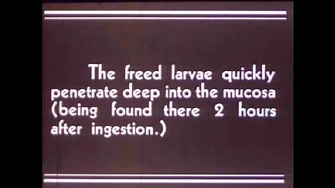 A scientists looks at digested pork under a microscope to check for the parasite Stock Footage 101200759