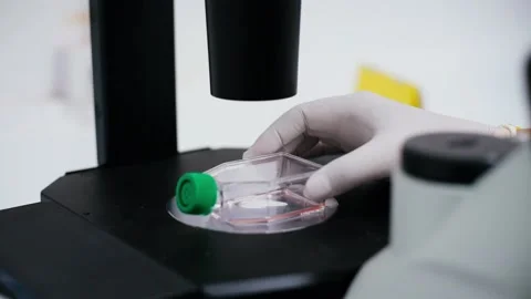 Scientists move cultured plate on a microscope	 Stock Footage 133444849