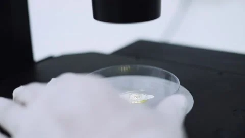 Scientists move cultured plate on a microscope	 Stock Footage 133444856