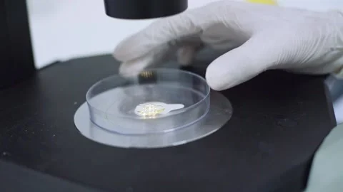 Scientists move cultured plate on a microscope	 Stock Footage 134057917