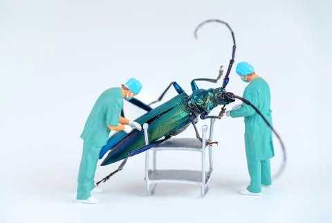 Scientists Performing Bioengineering Surgery on a Giant Beetle Organism wit.. Stockfoto's