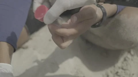 Scientists put a dead sea turtle hatchling in a universal container Stock Footage 243071589