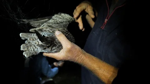 Scientists remove birds caught in mist nets for scientific research Stock Footage 105569602