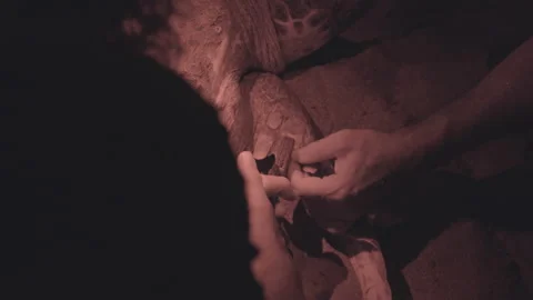 Scientists tag a loggerhead sea turtle Stock Footage 232303594