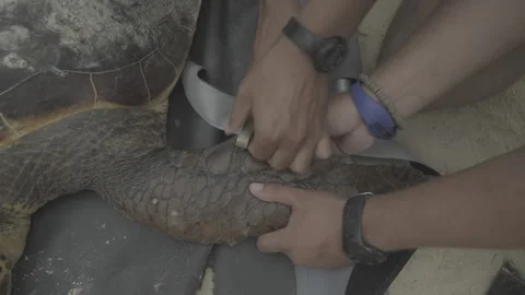 Scientists tagging a loggerhead sea turtle Stock Footage 244231925