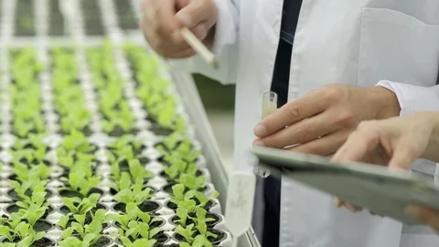 Scientists taking soil samples from pots with growing leaf vegetables Stock Footage 96586446