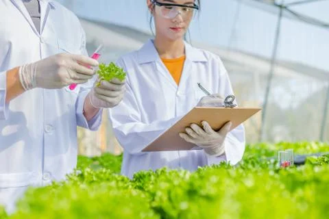Scientists test the solution, Chemical inspection, Check freshness  at organi Stock Photos