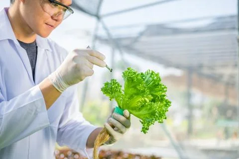 Scientists test the solution, Chemical inspection, Check freshness  at organi Stock Photos