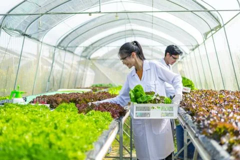 Scientists test the solution, Chemical inspection, Check freshness  at organi Stock Photos