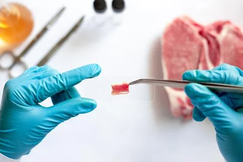 Scientists use forceps to prepare meat specimens on a microscope slide to c.. Stock Photos