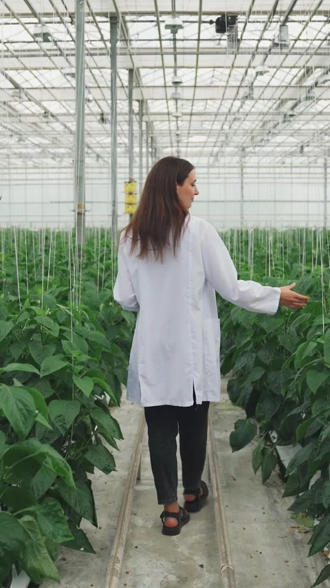 Scientists working day. Growing organic vegetables in greenhouse. Professional Stock Footage 322182019
