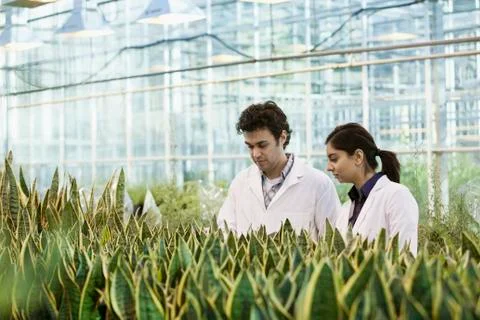 Scientists working in greenhouse 库存照片