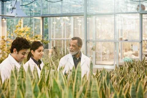 Scientists working in greenhouse Foto stock