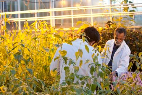 Scientists working in greenhouse 库存照片