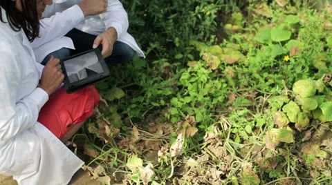 Scientists working with tablet and analyzing crops in the field Vídeos de archivo 33911066